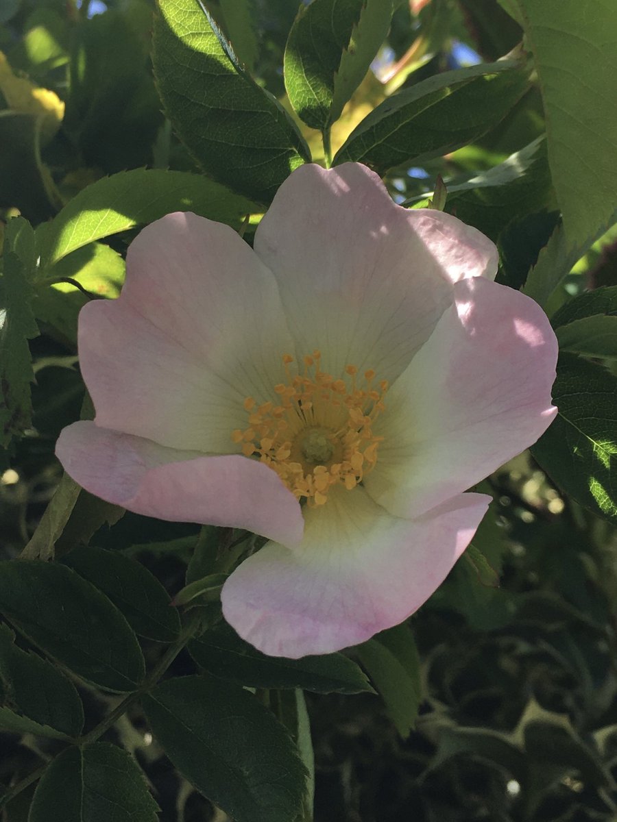 Beautiful dog rose from our garden 26th May 2020 .....no sign of the blooms this year yet ...#RoseWednesday