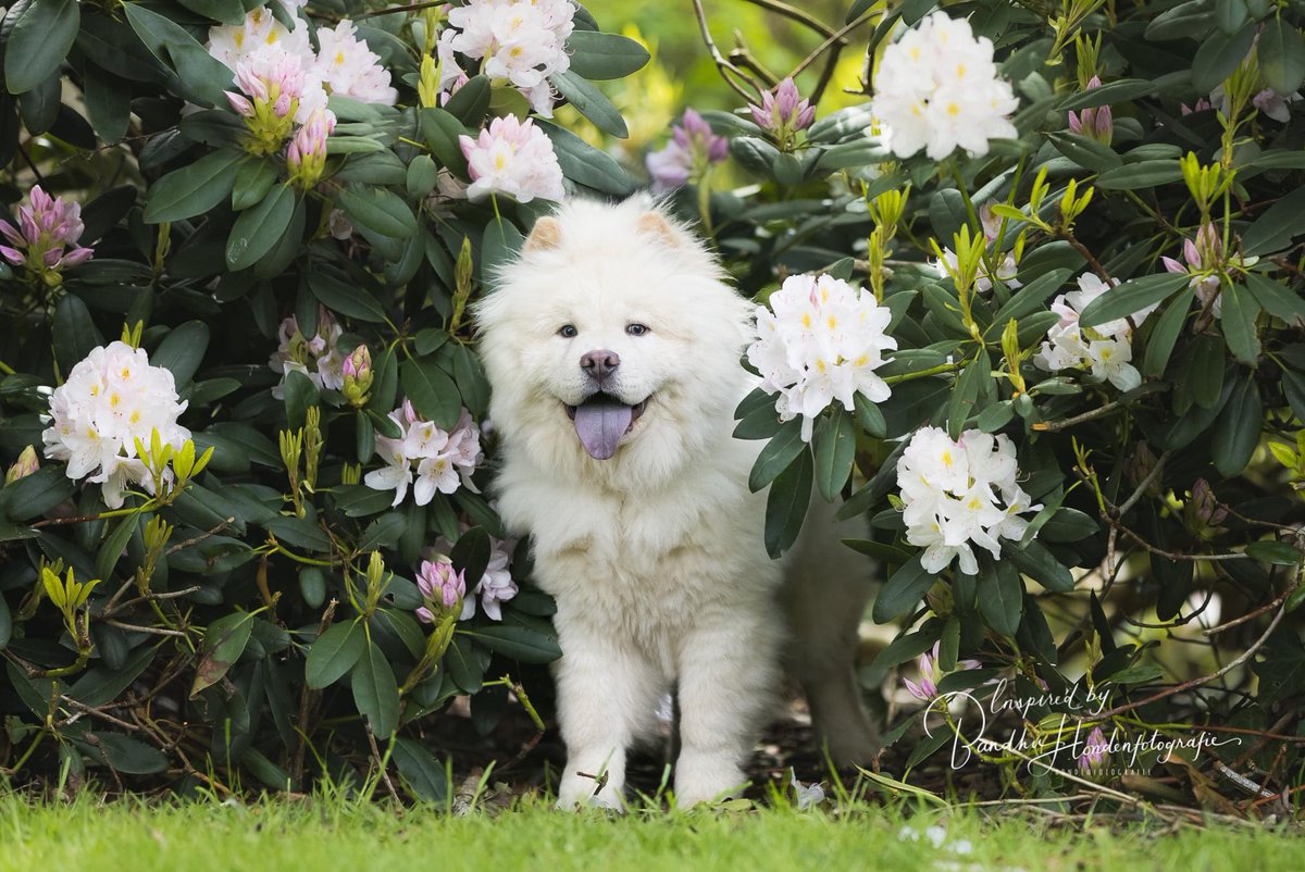 dogcases's tweet image. Alweer de laatste puppyles voor Hummer #puppyles #puppy #dogcases