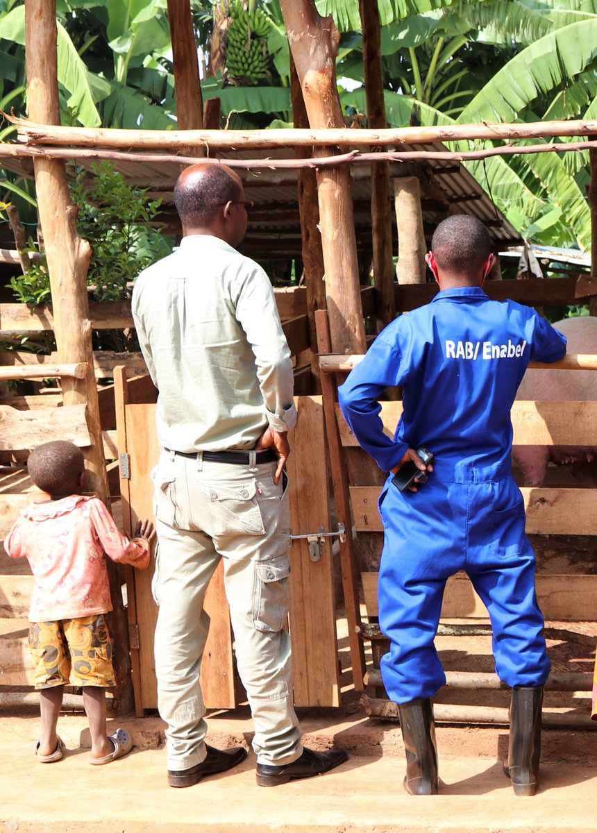 Enabel in Rwanda tweet media