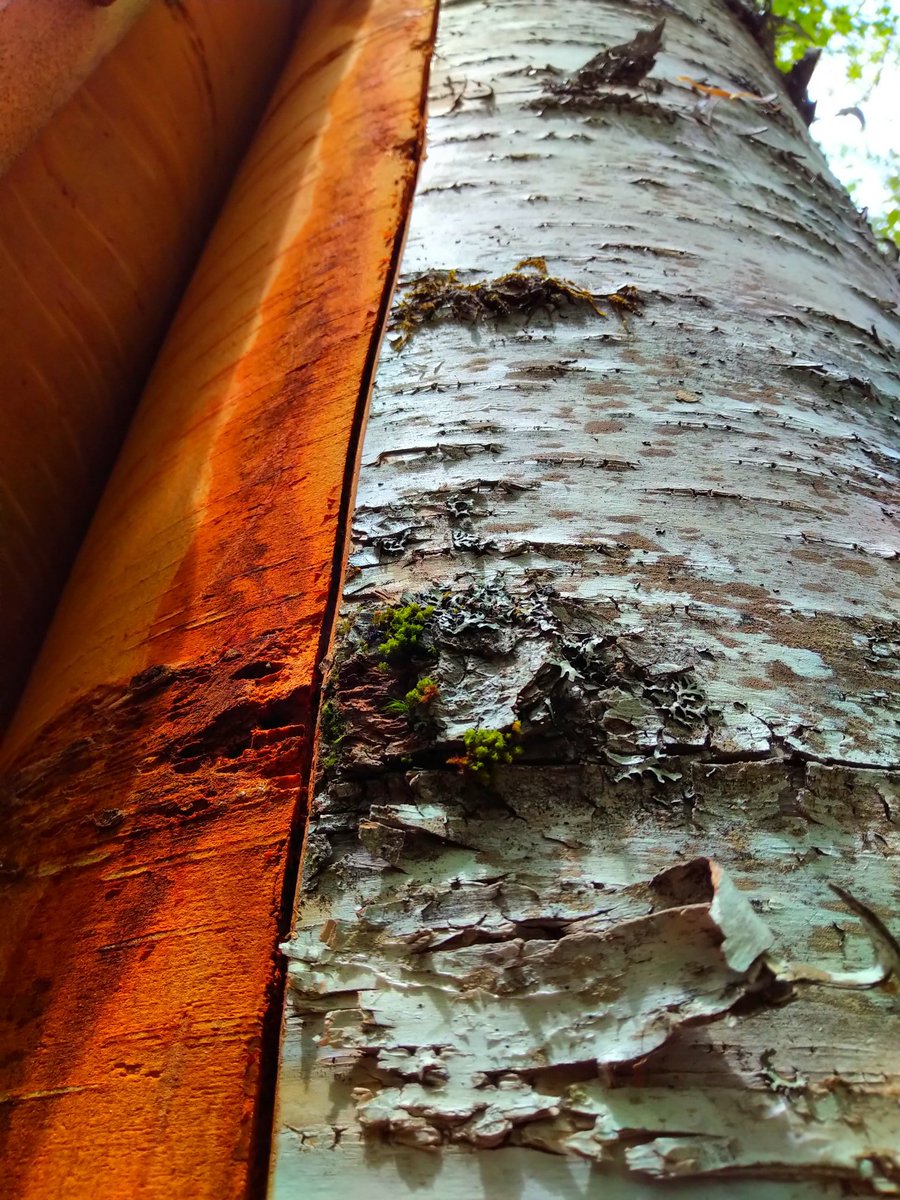 Mel7Labrador's tweet photo. Carrying on the #traditions & #knowledge of my ancestors/people. Also feeing the mosquitoes& blackflies with @toddlabrador77. #Kespukwitk #lnug #birchbak #wikuom #canoes https://t.co/daT2QtaN79