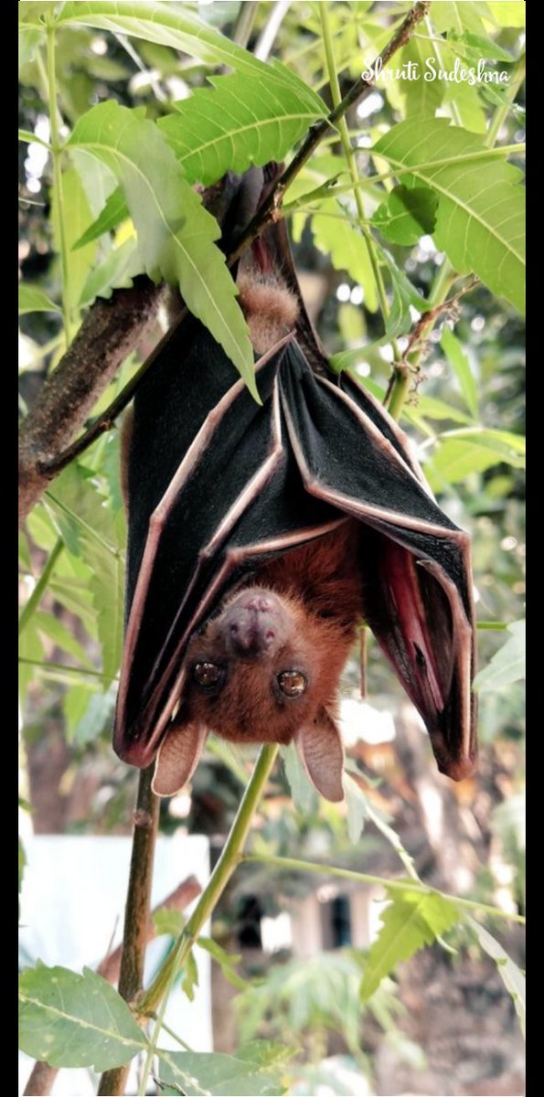 shruti_sudeshna's tweet photo. #ThoseLooks #Batman https://t.co/YPrN57CuaB