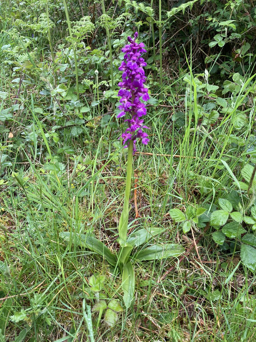 Saw some beautiful early purple orchids at Jack Scout in Silverdale today, just lovely!