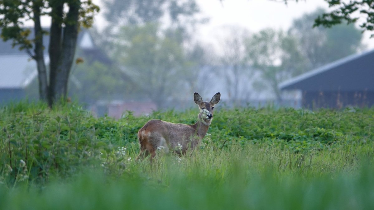 Genietmomentje....een ree in de natuur. Deze foto heb ik gisteravond gemaakt even buiten Roodeschool.  
<a href="/rtvnoord/">RTV Noord</a> #noorderland #ree #naturephotography #Daspasgrunnen