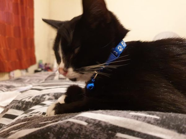 CatsMissing's tweet photo. HAVE YOU SEEN ME⁉️
PLEASE🙏HELP ME FIND MY WAY HOME🐈⬛💔
Help #FindOzzy One Year Male #LostCat Vanished 1/5/21 Platt Bridge #Wigan #WN2
Black & White
Neutered Microchipped #ScanMe #MissingCatsUK
FB➡️https://t.co/6t5RasaFh5 https://t.co/oqucclzKk4
