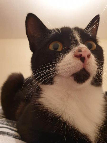 CatsMissing's tweet photo. HAVE YOU SEEN ME⁉️
PLEASE🙏HELP ME FIND MY WAY HOME🐈⬛💔
Help #FindOzzy One Year Male #LostCat Vanished 1/5/21 Platt Bridge #Wigan #WN2
Black & White
Neutered Microchipped #ScanMe #MissingCatsUK
FB➡️https://t.co/6t5RasaFh5 https://t.co/oqucclzKk4