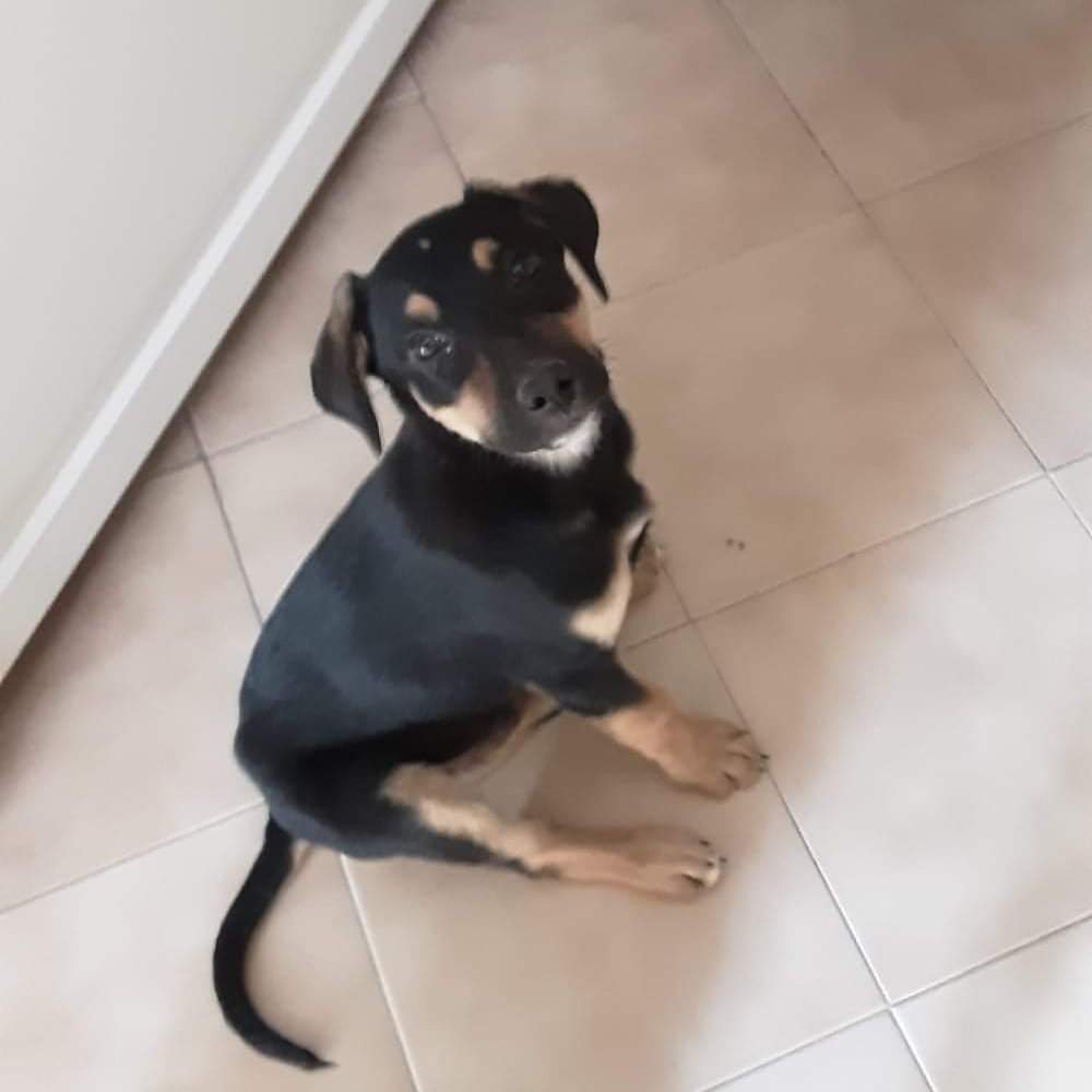 🆘🆘🏠🏠 Mirtillo 
nessuno ti vuole inutile mettersi in posa
Ho fatto per te tanti post
Nessuna telefonata, nessun interesse. il nulla del nulla
Io ci sto provando, tu mettiti in posa.. fatti carino e prega tanto
TAGLIA MEDIA è vaccinato e microcippato
3921491699 o al 3921919264