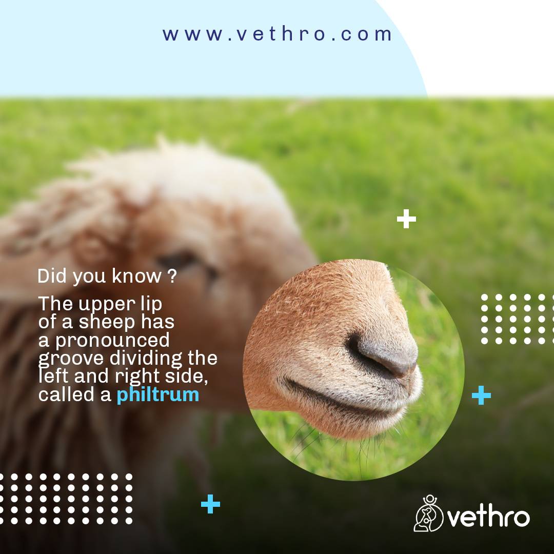 OfficialVethro's tweet photo. Sheep are very selective grazers, preferring leaves and blades over stems, and their philtrum helps them get close to the gfround, them an advantage over other ruminants who can’t go as low. 

#sheeps #animals #philtrum #ruminants #sheepfarming #sheepsheep #N200 https://t.co/YnDOcNfBnv