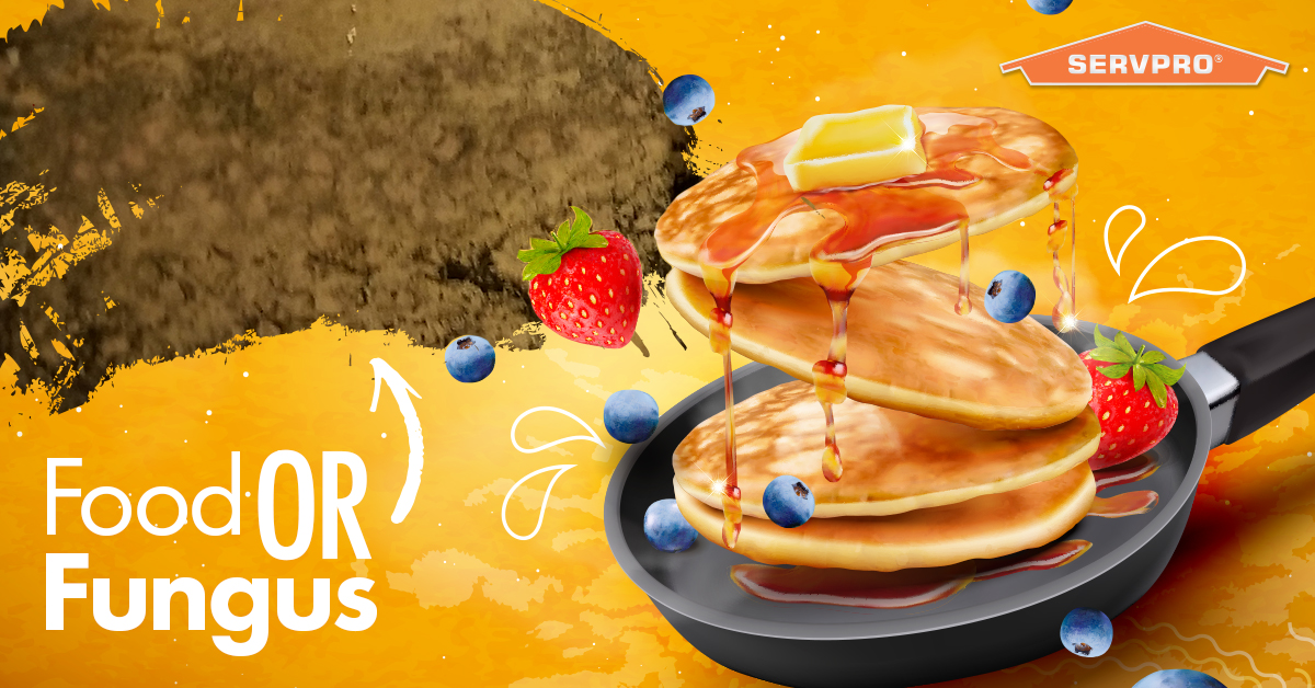 Food or fungus? Can you tell? If you suspect mold in your home, we can help remove it.
