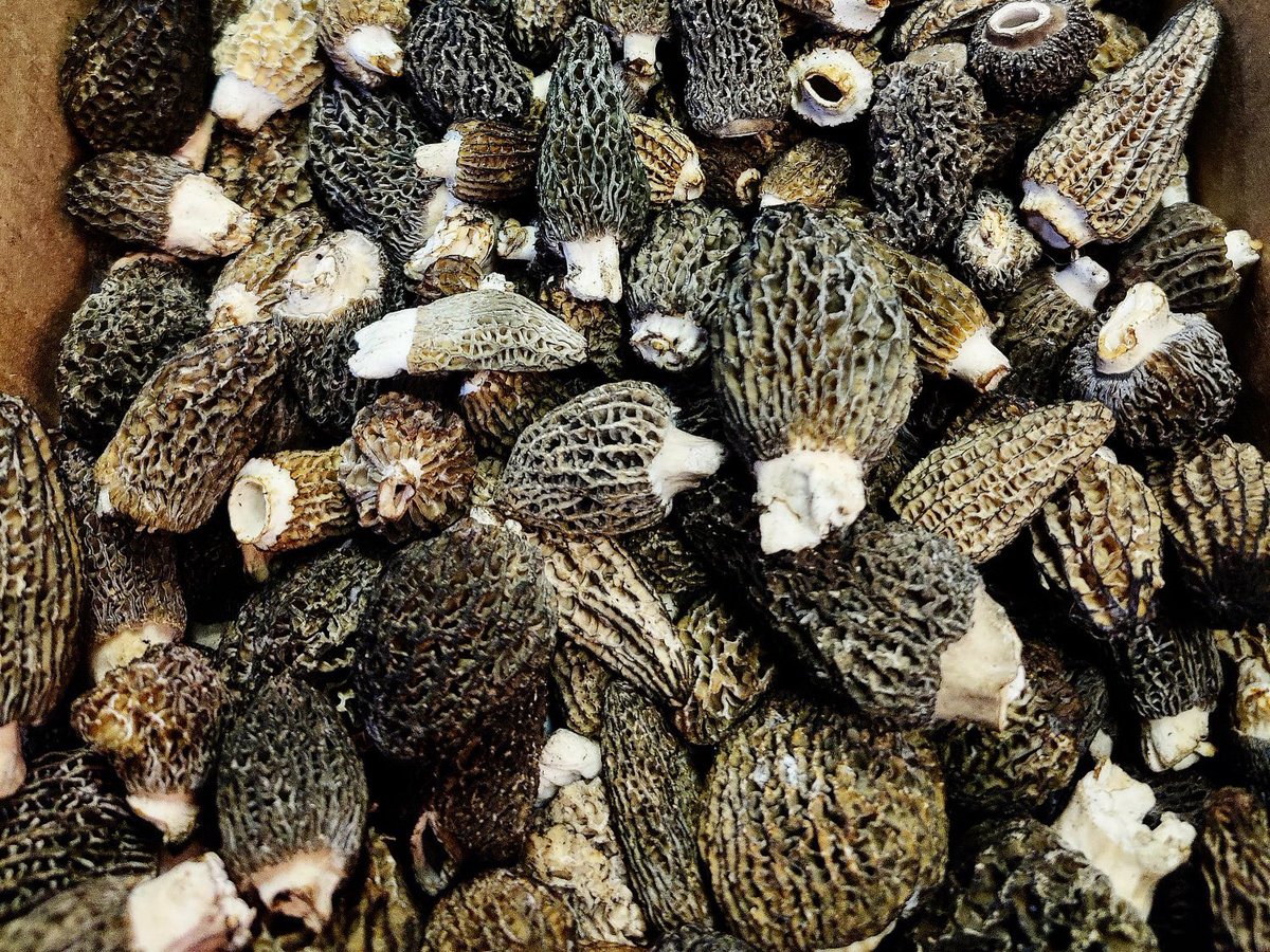 LaBuca1's tweet photo. Back today with indoor dining &amp; Morels, what more could we ask for 😉#morelmushrooms #wildmushrooms https://t.co/Ic8DshWBeq