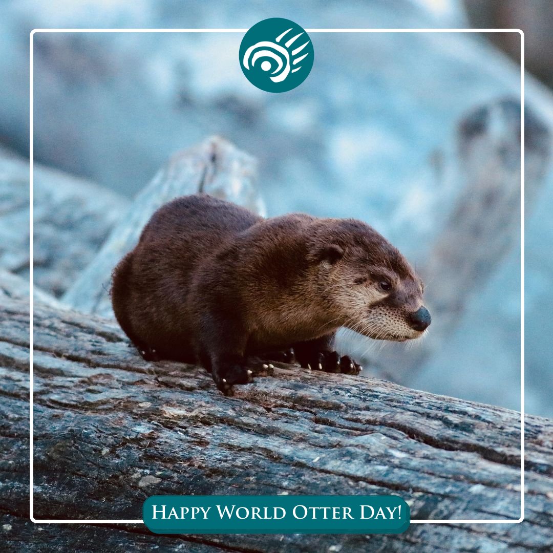 Cpaws Saskatchewan Today Is World Otter Day Did You Know Saskatchewan Is Home To River Otters Their Habitat Is Disappearing Making River Otters Vulnerable Cpaws Sk Partnered With Earthrangers To Cpaws Saskatchewan Today Is World Otter Day Did You Know Saskatchewan Is Home To River Otters Their Habitat Is Disappearing Making River Otters Vulnerable Cpaws Sk Partnered With Earthrangers To