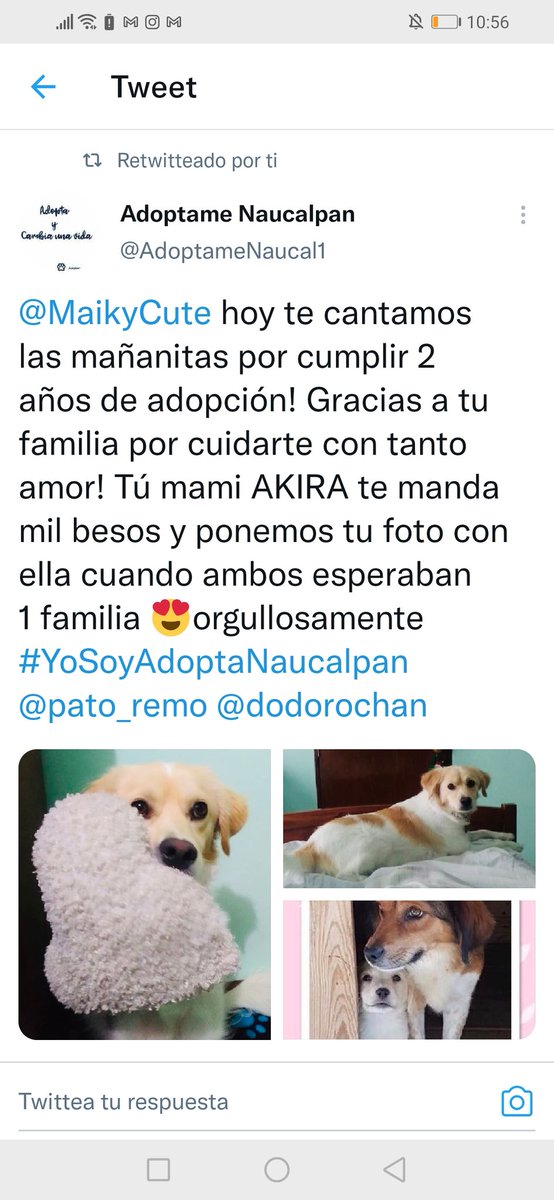 MaikyCute's tweet photo. @LeoJabbasky @MorenaMia25 @AdoptameNaucal1 A mí tampoco me pidieron cuota de recuperación, al contrario siempre se me apoyo tanto en protocolo de salud como de esterilización. https://t.co/VGpGHaIaBS