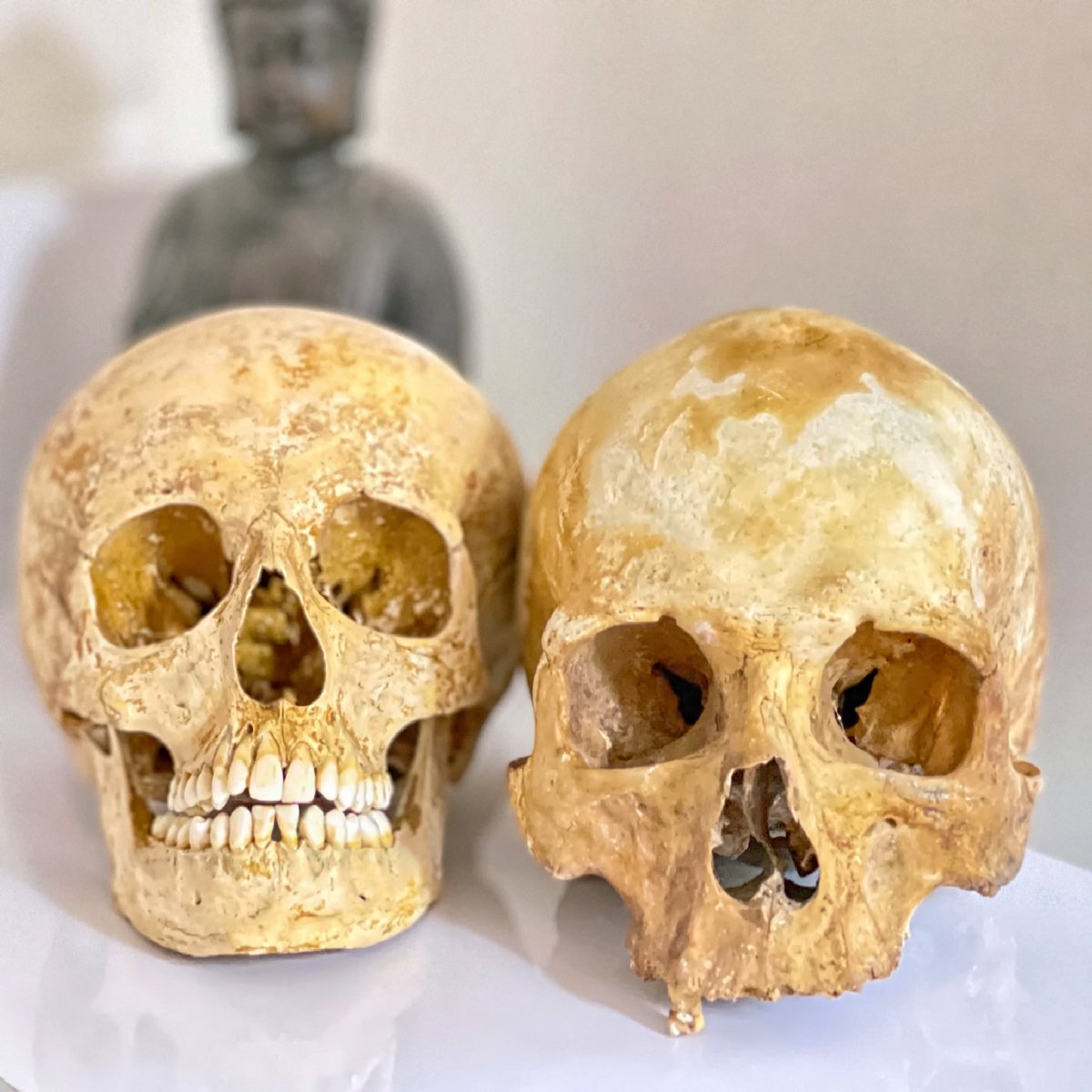 bonesforensic's tweet image. 