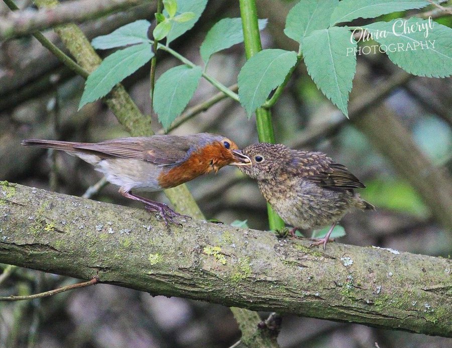 Muhamma54247714's tweet image. What a wonderful day of the year 
@ShieldWarming @GlobalECCI @theGEF @theGCF @CAgovernor