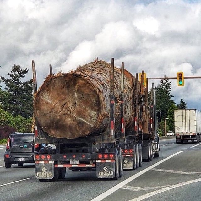 It’s 2021 and if you’re curious just how bad things are, this was seen driving down the Vancouver Island highway. If I live long enough to see the last old growth logged, this image will be what haunts me. Resource extraction is a form of settler colonial violence.