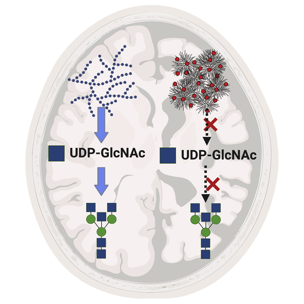 I am excited to finally share the latest study coming out of the Sun and Gentry labs on brain glucosamine metabolism through glycogen and N-linked glycan. 

cell.com/cell-metabolis…