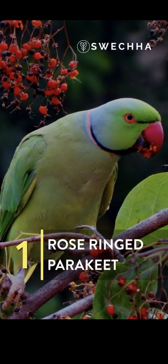 vimlendu's tweet photo. #KnowYourBird Series: 1)Rose Ringed Parakeet: i)Ability to mimic human speech n home noises;2)Can live upto 30 years;3)Female lacks the black pink ring around the neck. Share ur photos of this lovely bird of Delhi/India, or try to spot it around you. #birds #birdsofdelhi #nature https://t.co/bvxEuzwuoE