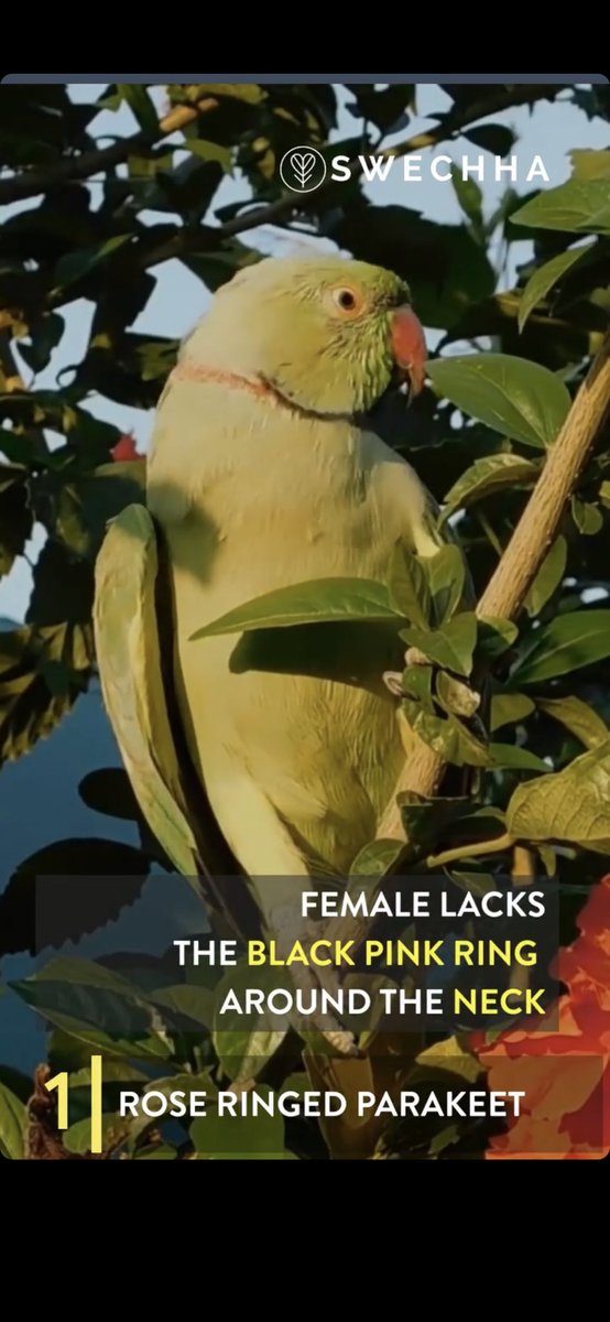 vimlendu's tweet photo. #KnowYourBird Series: 1)Rose Ringed Parakeet: i)Ability to mimic human speech n home noises;2)Can live upto 30 years;3)Female lacks the black pink ring around the neck. Share ur photos of this lovely bird of Delhi/India, or try to spot it around you. #birds #birdsofdelhi #nature https://t.co/bvxEuzwuoE