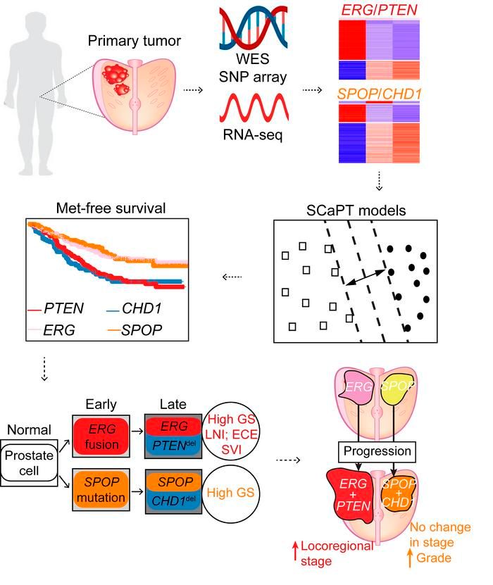 Journal of Clinical Investigation (@jclinicalinvest) on Twitter photo .<a href="/Chris_Barbieri1/">Chris Barbieri</a> <a href="/asbonerw/">Andrea Sboner, PhD @asboner@genomic.social</a> <a href="/WeillCornell/">Weill Cornell Medicine</a>: Tumor subtype defines distinct pathways of molecular and clinical progression in primary prostate cancer: buff.ly/3fLryWT
#ClinicalMedicine #Genetics #Oncology .<a href="/Chris_Barbieri1/">Chris Barbieri</a> <a href="/asbonerw/">Andrea Sboner, PhD @asboner@genomic.social</a> <a href="/WeillCornell/">Weill Cornell Medicine</a>: Tumor subtype defines distinct pathways of molecular and clinical progression in primary prostate cancer: buff.ly/3fLryWT
#ClinicalMedicine #Genetics #Oncology