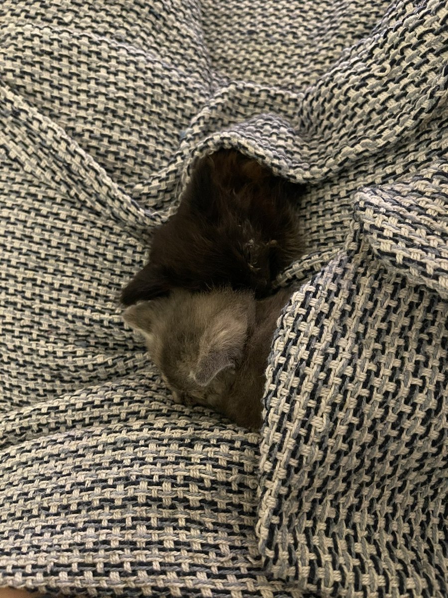 Devon key tweet media