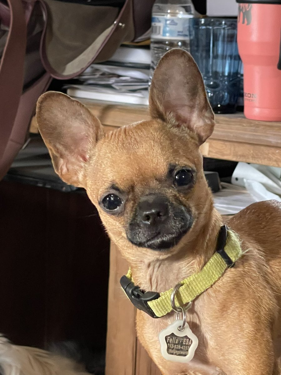 The adorable little fellow is Felix and he is my new ESA dog.  He is so precious and full of energy, he brings that energy and joy into our home! Pug/chihuahua mix