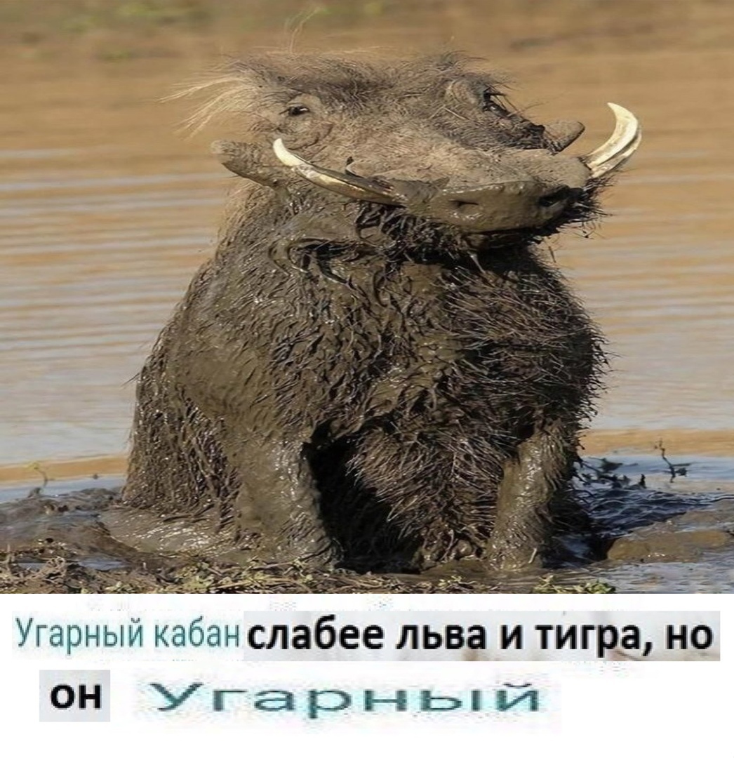 Кабан прикол
