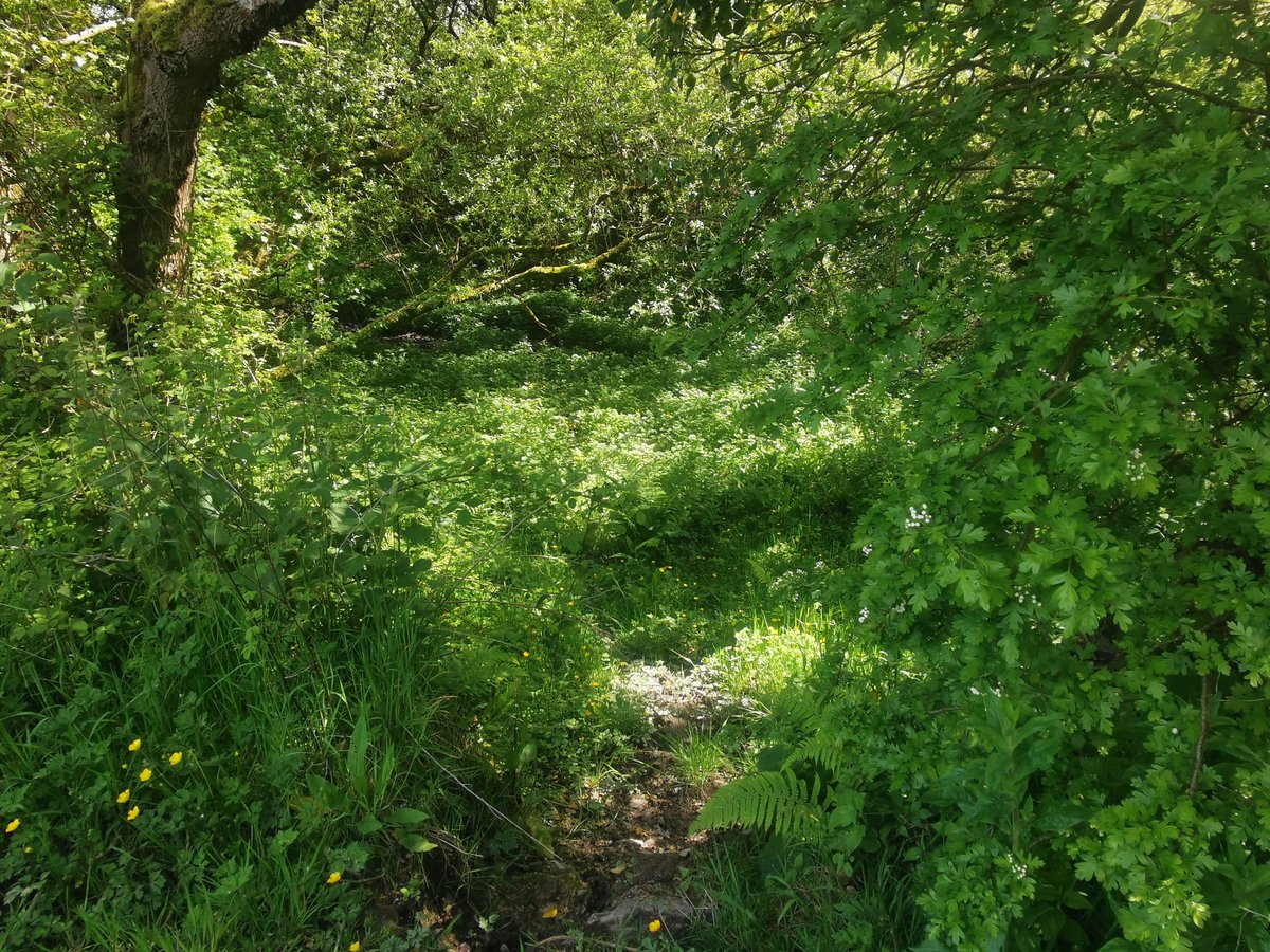 john maelgwyn davies tweet media