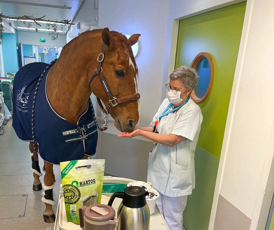 LMPositif's tweet photo. 🇫🇷 Peyo, un magnifique étalon de 15 ans, vient souvent réconforter et apaiser les patients en phase terminale au centre hospitalier Techer de #Calais. Le cheval choisit toujours quel patient il veut voir, en donnant des coups de sabot devant la porte 🥰🐴 (Les Sabots du cœur) https://t.co/suQKn2wkI9