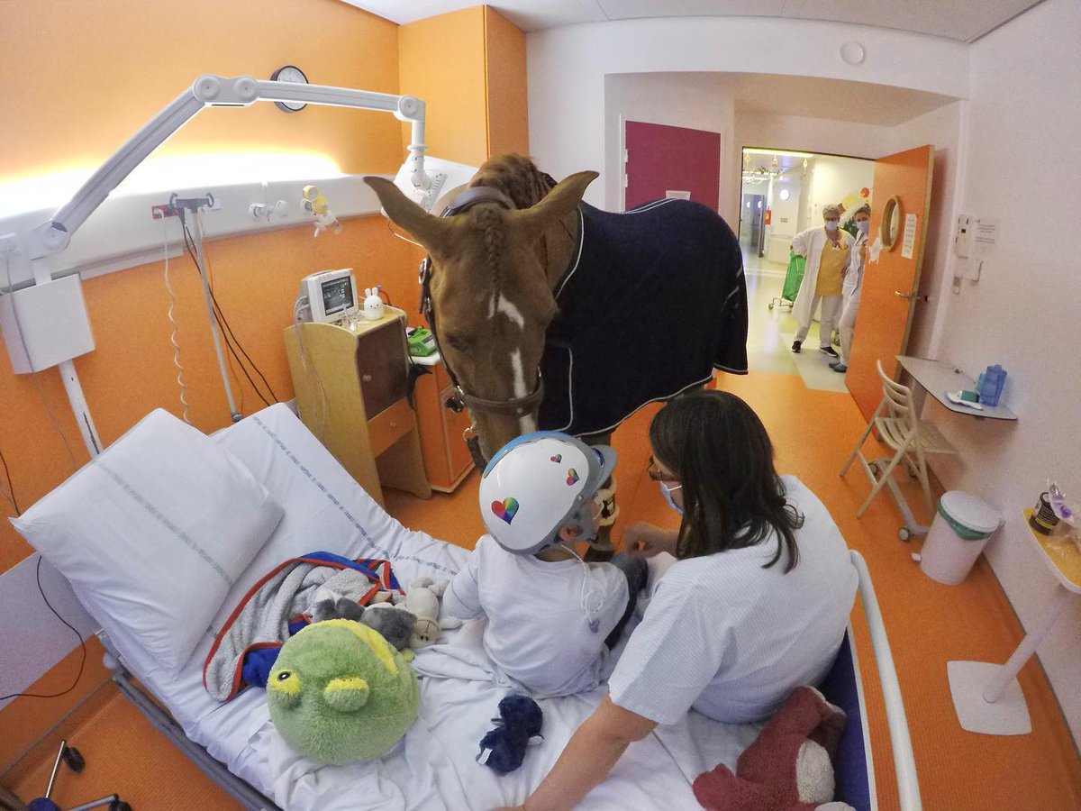 LMPositif's tweet photo. 🇫🇷 Peyo, un magnifique étalon de 15 ans, vient souvent réconforter et apaiser les patients en phase terminale au centre hospitalier Techer de #Calais. Le cheval choisit toujours quel patient il veut voir, en donnant des coups de sabot devant la porte 🥰🐴 (Les Sabots du cœur) https://t.co/suQKn2wkI9