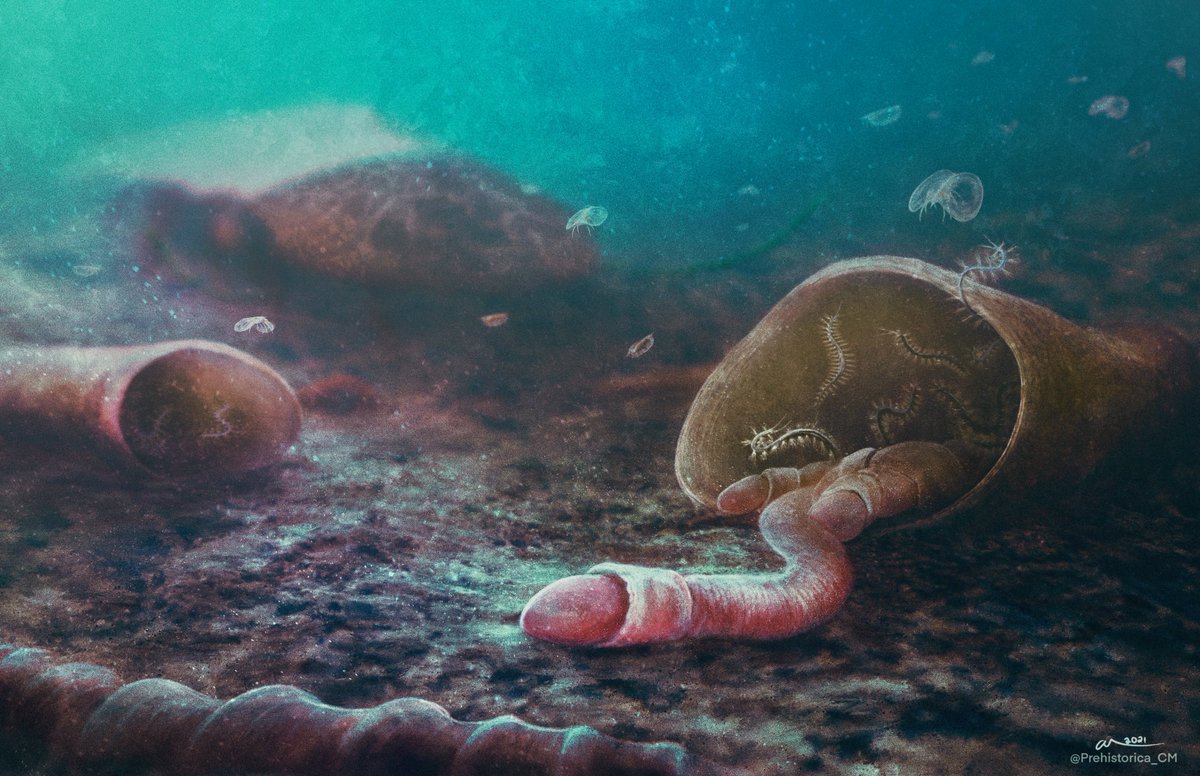 the bristle worm living with the hermit crab reveals hidden marine symbiosis