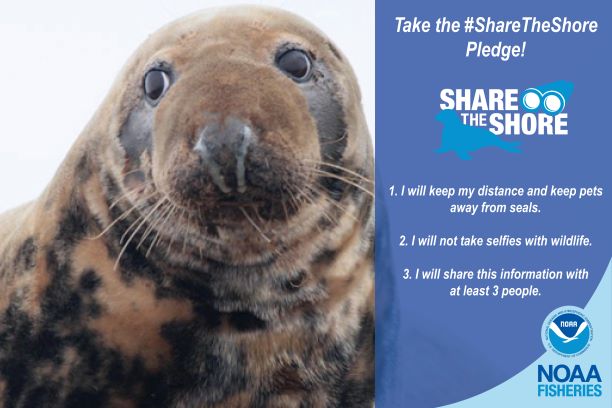 NOAAFish_GARFO's tweet image. Take the #SharetheShore pledge this holiday weekend!