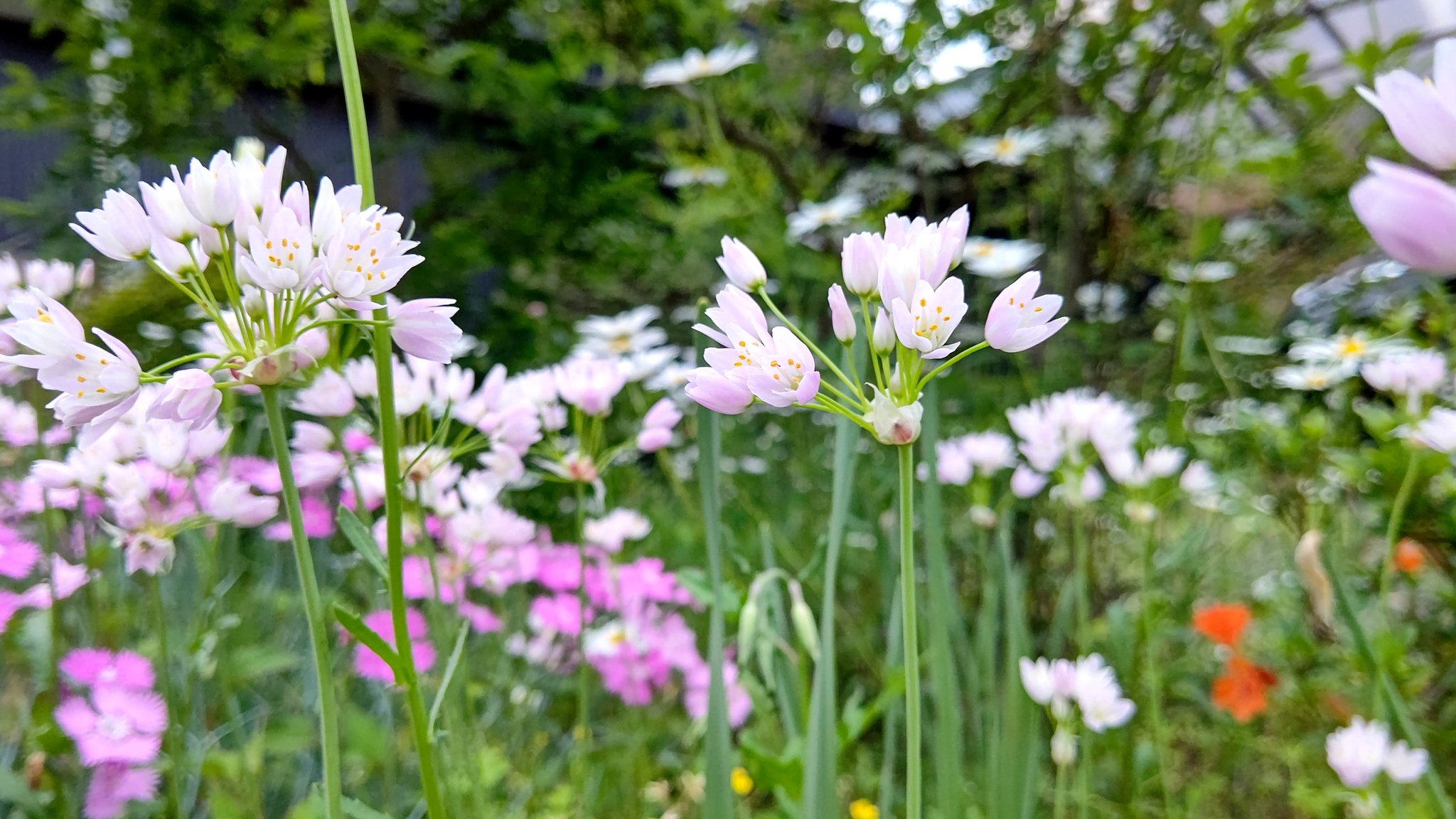 تويتر ちびちゃ على تويتر アリウム ロゼウム ニラに似た薄桃色の花をつける 球根で増えるが 球根をニンニクの代わりに使ったり 葉はハーブやサラダ等で食べることが出来る が 園芸種として売られている球根は食べちゃ駄目 地中海地方原産 花言葉