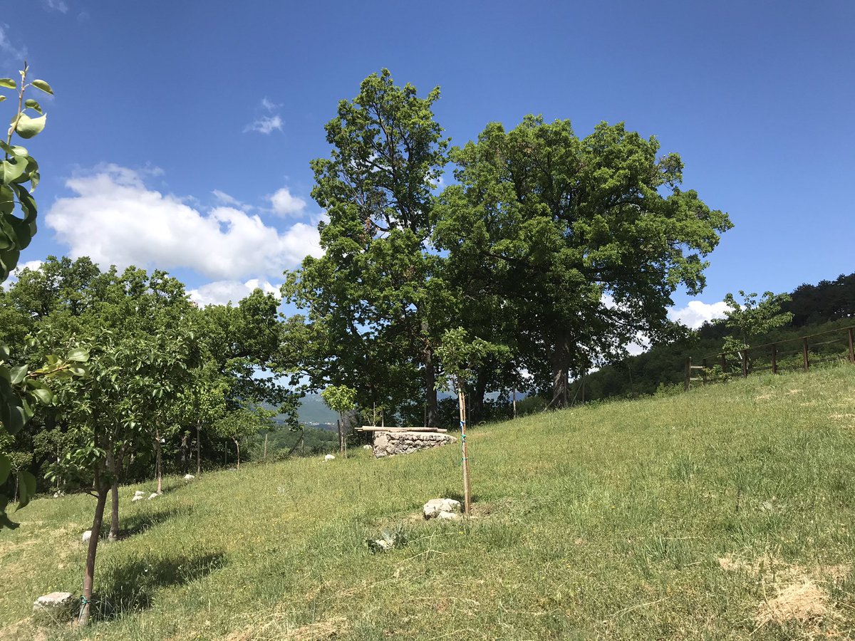 santangelo_s's tweet photo. Il #GiardinodellaMemoria del #sisma2009 (#Lucoli, #Aq) compie 10 anni; con il @KKLItaliaOnlus abbiamo onorato questa ricorrenza piantando un #ulivo giunto dalle colline che sovrastano #Gerusalemme #LAquila #Ricostruzione #Ricostruzioneaq https://t.co/8DdHxGYUf9