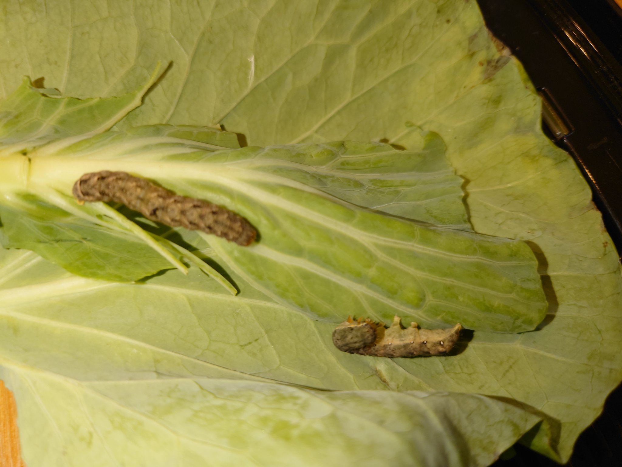 アフター5大切先生 Tea Twitter