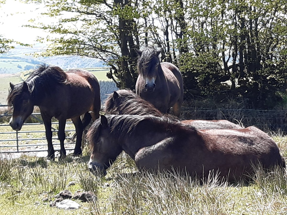 BevHunt72's tweet photo. So #Walk1 of 55 five milers to raise funds for #OneMedicine @HumanimalTrust is going well..sensational scenery, plenty of #Exmoor #ponies and #DunkeryBeacon, our goal, is in sight...😊👍
https://t.co/9UUUGXoP5Q https://t.co/8pfvKolAvl
