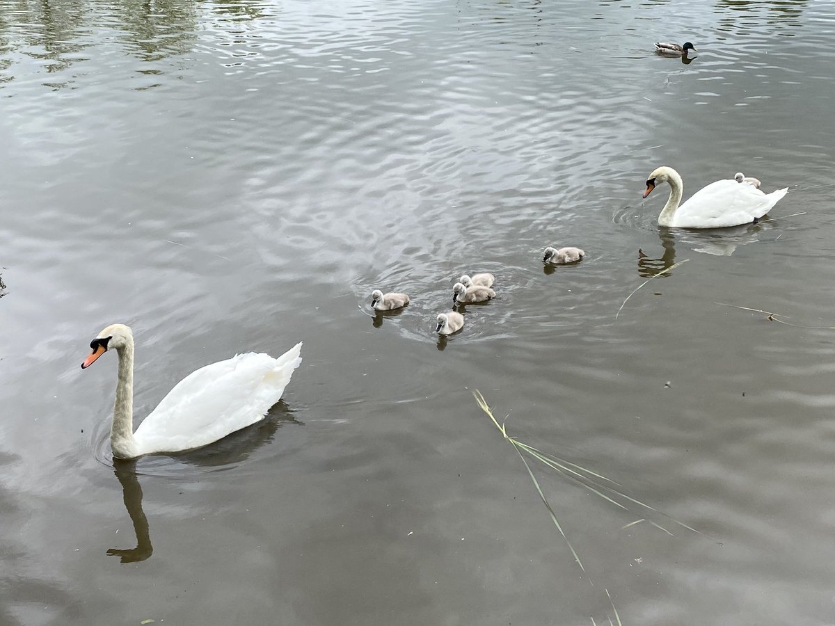 Aaaah cuteness abound on the lake at Puma Court. Tho the daily stand off with the evil heron continues @NWBoroughsNHS