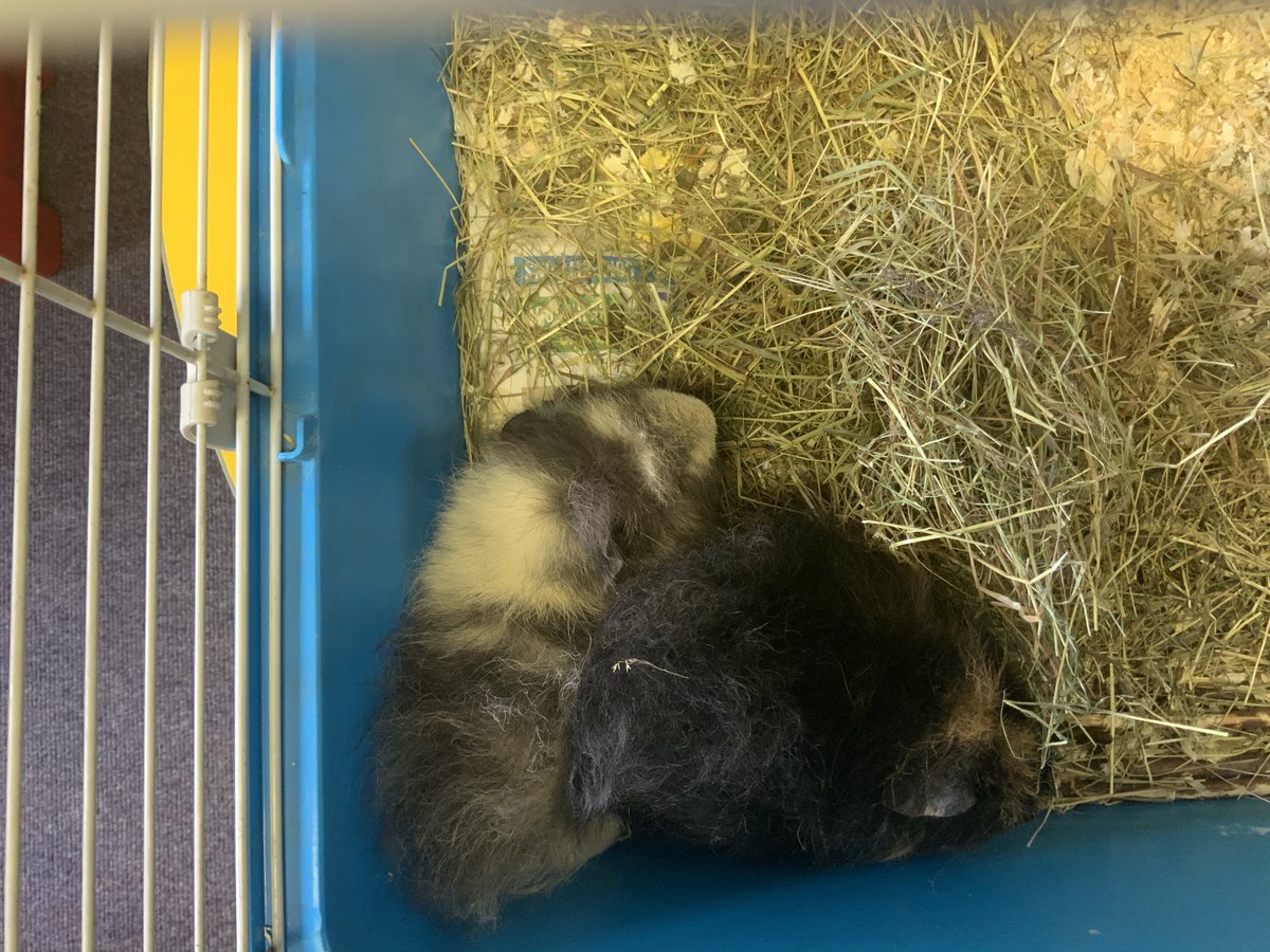 Year 2 have been reading Olga da Polga <a href="/clpe1/">CLPE</a> Our guinea pigs are called Buzz and Woody. Year 2 have been writing about them.