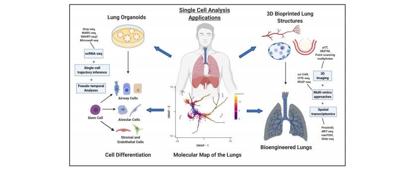 AJPLung's tweet photo. New #ReviewArticle in @AJPLung: Advanced Single Cell Technologies to Guide the Development of Bioengineered Lungs. Read more here: https://t.co/X9mCq2mqw5
#LungBioengineering #Bioengineering #Decellularization #SingleCellSequencing #MultiOmics #3Dimaging https://t.co/Agp1ln5Rpb