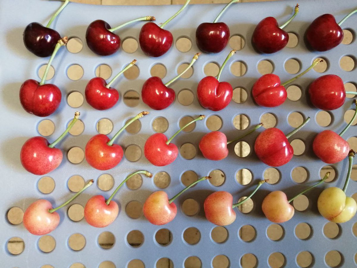 da_meter's tweet photo. Cherries in color order by @DAMeter https://t.co/LLsCSb7VIY