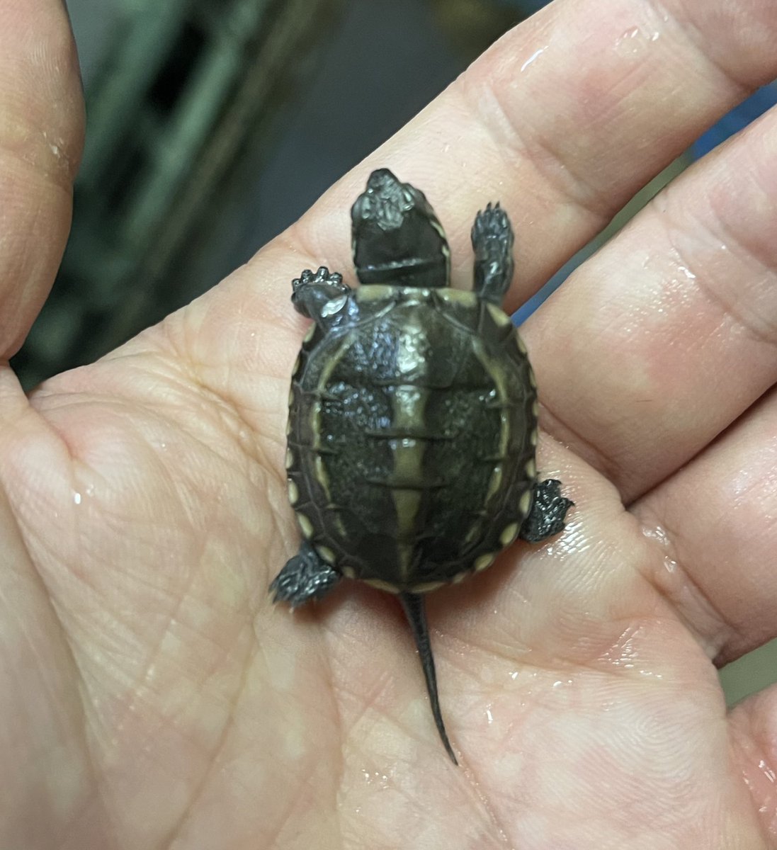 カメのたね 今季 最初の孵化はクサガメでした 世界カメの日から遅れること２日での誕生です