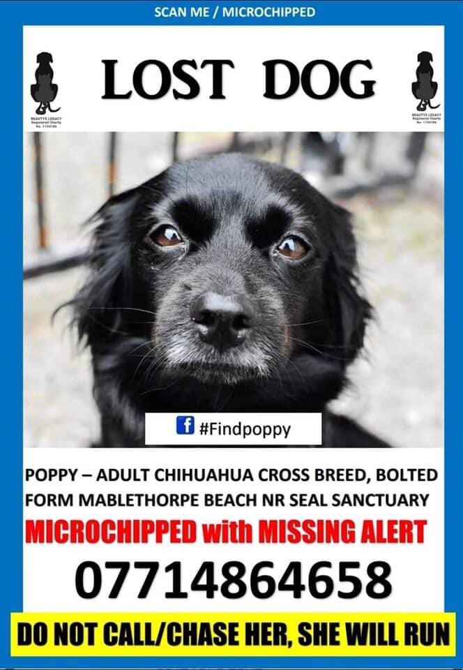 ‼️WE NEED SIGHTINGS‼️

❤Thank you all for your help and efforts❤ Please remember if people are calling her she will feel hunted and very likely go to ground. Try to search in silence, and really look deep into and under brambles and bushes ... if you see her try and resist