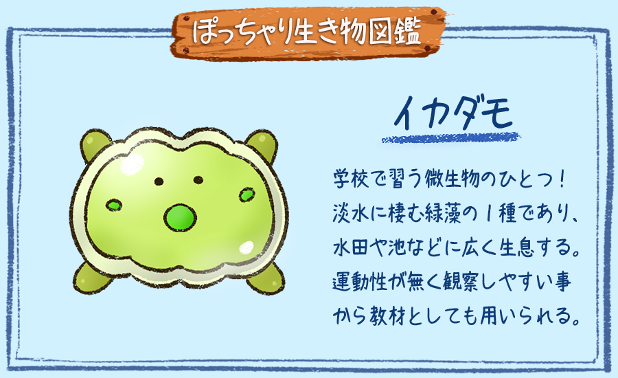 ぽっちゃり昆虫図鑑 略してぽちゃこん No 084 イカダモ ぽっちゃり体型の生き物を毎日描いています 今日はイカダに似ていることからその名が付いた 微生物のイカダモです 生き物 絵 イラスト 微生物 1日1絵 一日一絵 絵描きさんと繫がり