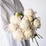 この美しい花知ってる？ホワイトピーチってお名前のシャクヤクらしい!