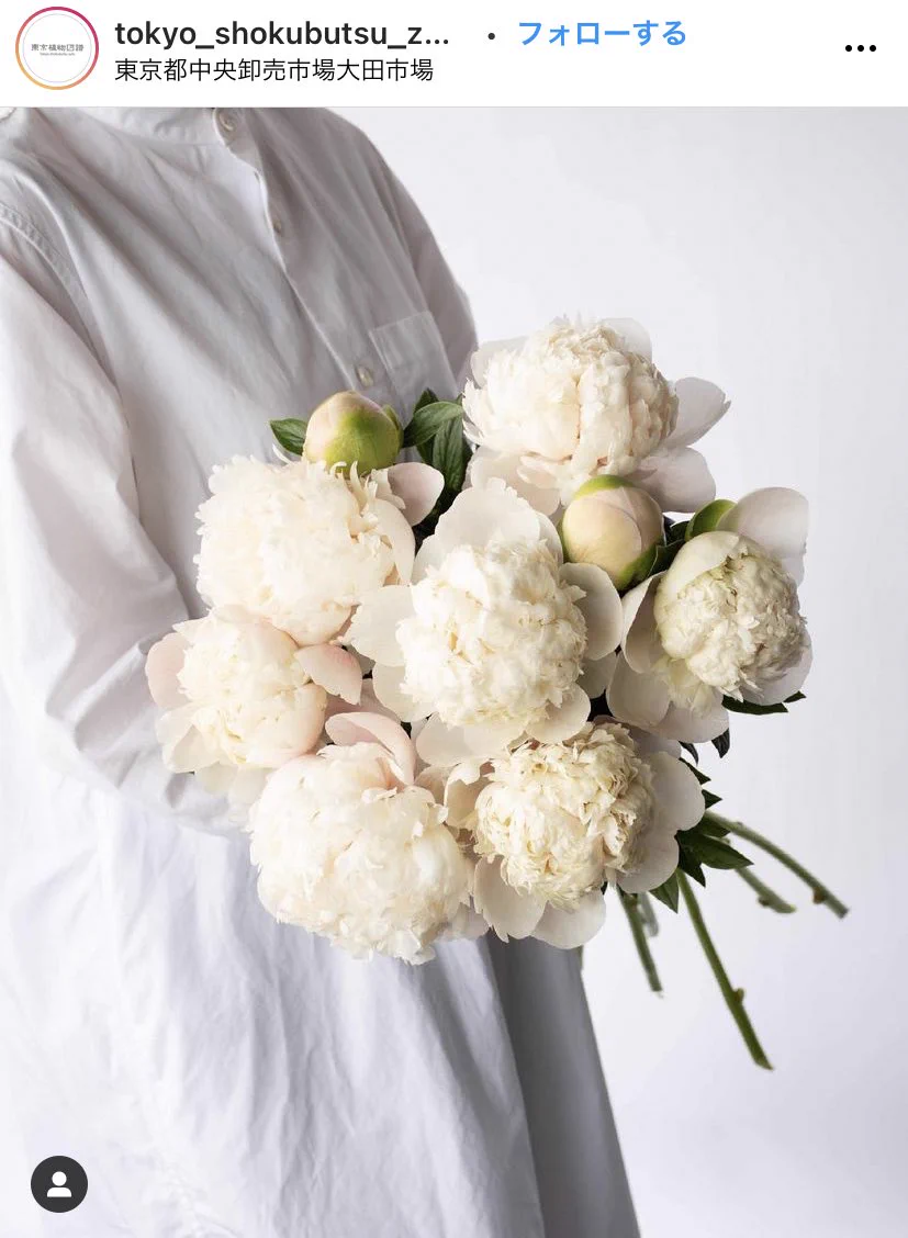 この美しい花知ってる？ホワイトピーチってお名前のシャクヤクらしい！