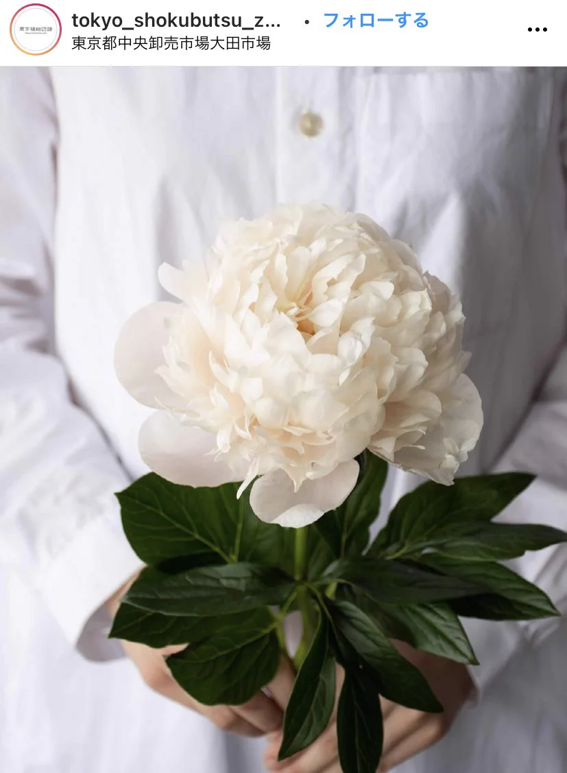 この美しい花知ってる？ホワイトピーチってお名前のシャクヤクらしい！