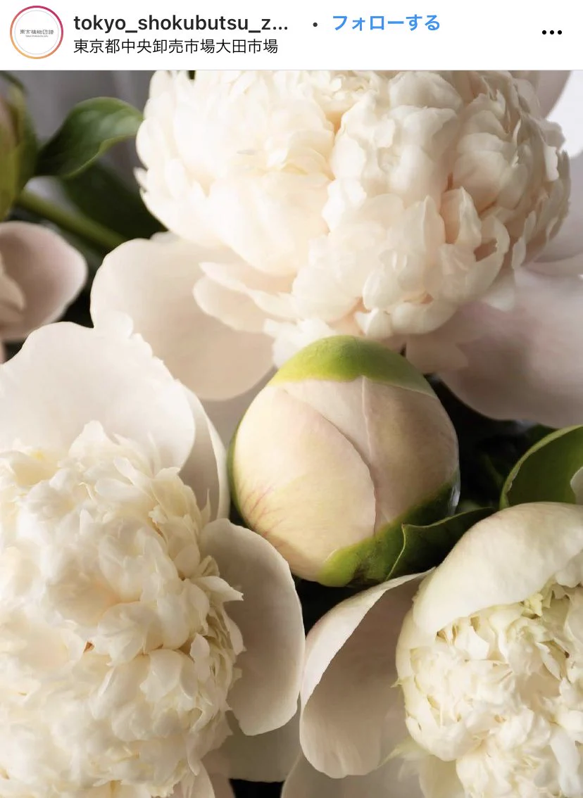 この美しい花知ってる？ホワイトピーチってお名前のシャクヤクらしい！