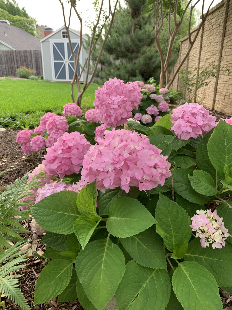This weather is the stuff hydrangea dreams are made of.