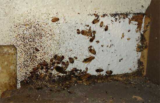 #dezenfeksiyon #bocekilaclama #uyuzilaclama #detayilaclama #bağcılar #esenler #bayrampaşa #evilaclama #fareilaclama #avcılar #esenyurt #beylikdüzü #başakşehir #gop 
daha fazlası için > visitmy.bio/detay 
fiyat teklifi için > bit.ly/formdty