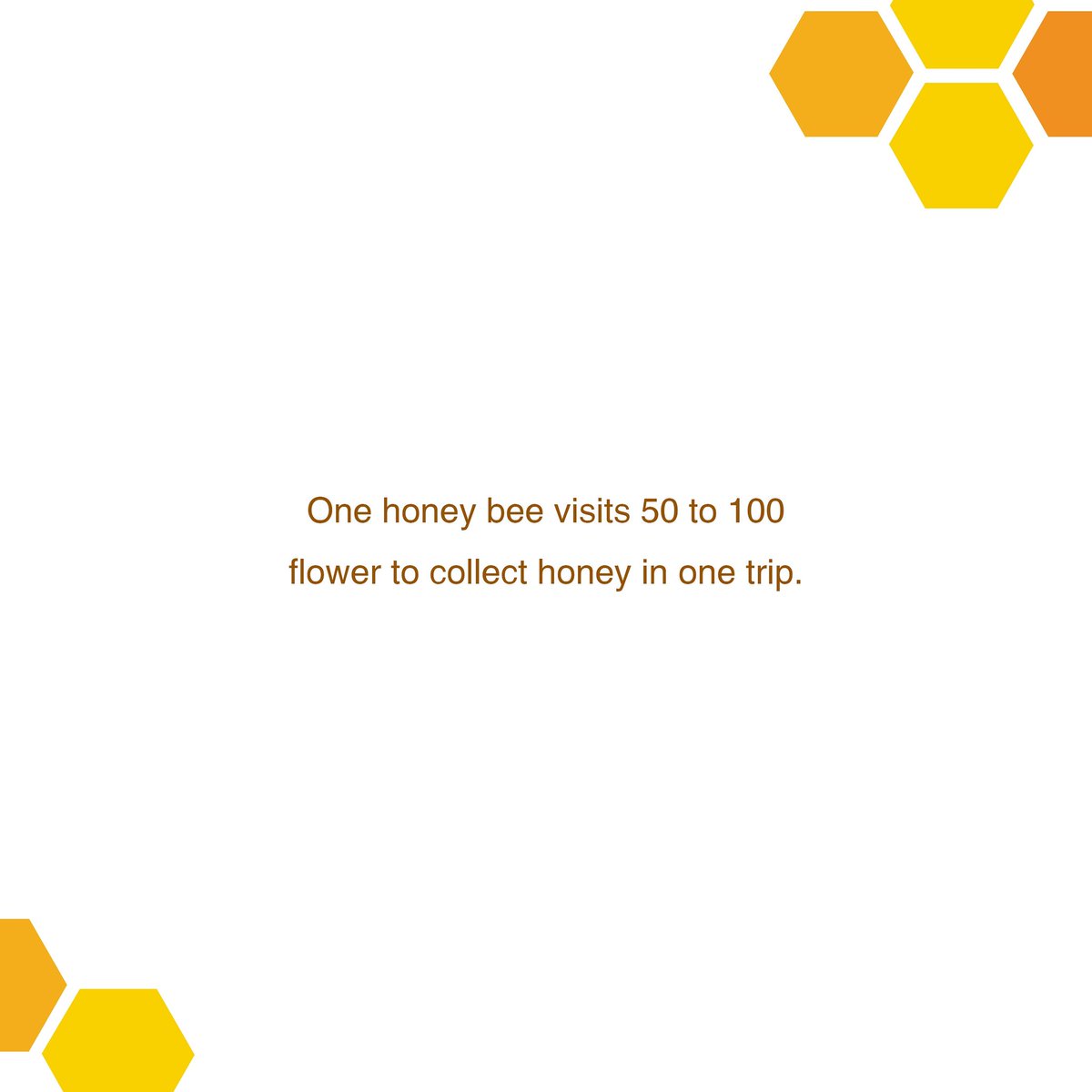 nirvatta's tweet photo. And all this effort to just store one drop of honey in the hive! 
They knew the concept of atomic habits way before us. 
#honey https://t.co/liTB20SEKe