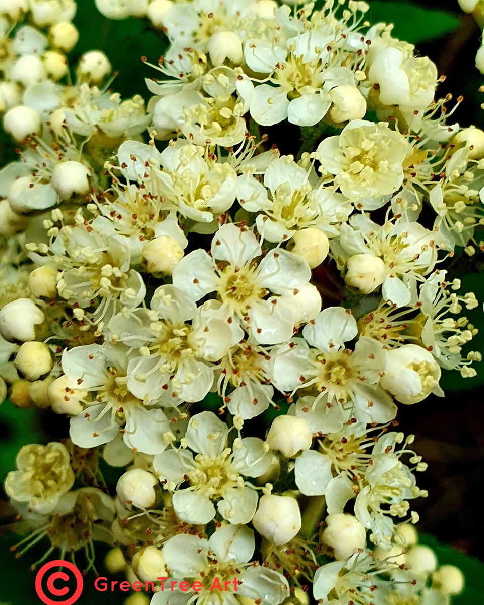 GreenTreeArt6's tweet photo. #elderberry #elderberryblossom #elderflower #foraging #hedgerow #wildflowers #flowers #blossomwatch #twitternaturecommunity
#nature
#naturephotogrphy
#thephotohour
#loveukweather
#landscapephotography
#landscape
#nature
#stormhour #legumeflower #commonvetch #weedsareflowerstoo https://t.co/8dInlxWWj3