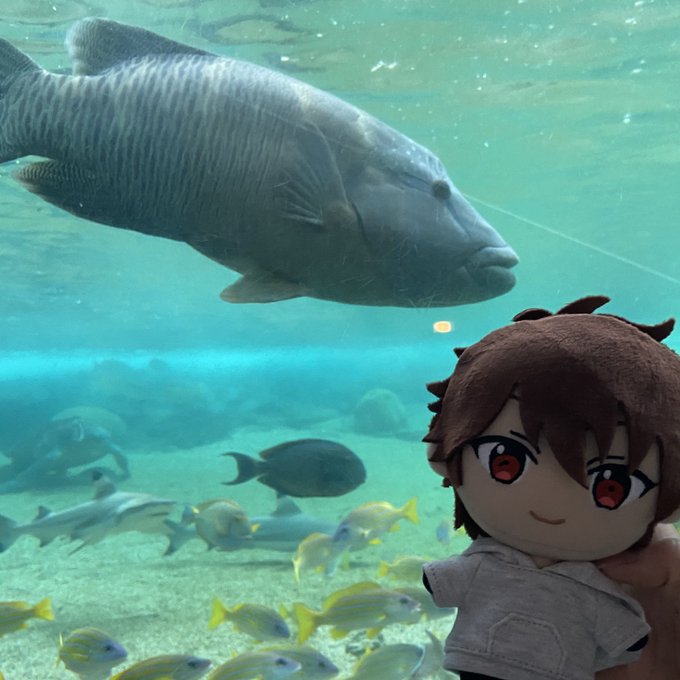 お魚 高画質 のtwitterイラスト検索結果